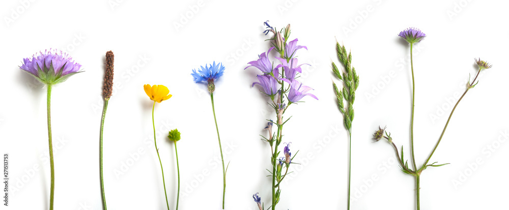 closeup of wild grass and flowers on white background