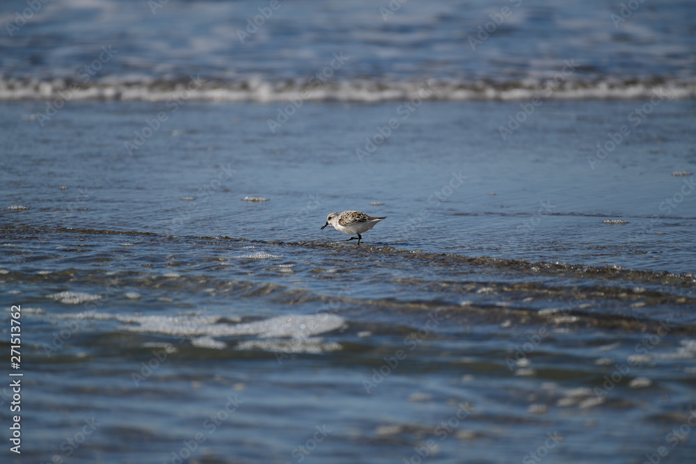 cute little bird in the water on the coastal shoreline of the us on a beautiful sunny day cute little bird in the water on the coastal shoreline of the us on a beautiful sunny day