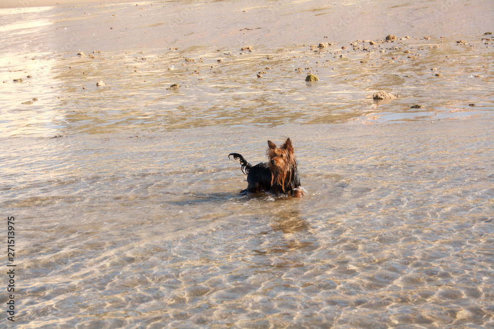 Little dog Yorkshire Terrier safely bathed in sea water. Little dog Yorkshire Terrier safely bathed in sea water.
