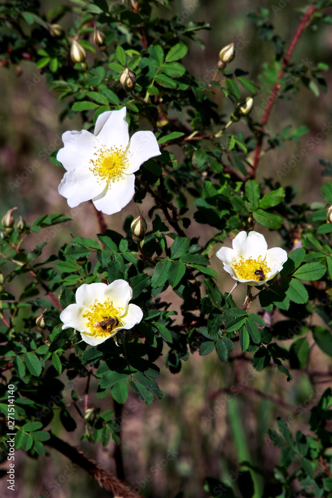 Green bushes with white flowers of a blooming wild briar, pollinated by insects. Nature and naturalness Green bushes with white flowers of a blooming wild briar, pollinated by insects. Nature and naturalness