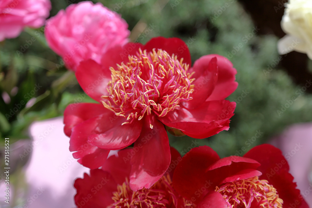 Peony. Beautiful flowering bright summer flower of the family Paeoniaceae Peony. Beautiful flowering bright summer flower of the family Paeoniaceae