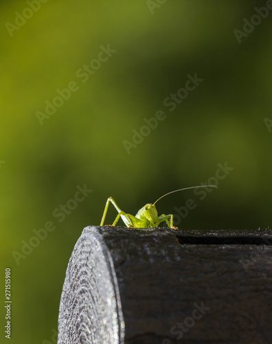 Green grasshopper climbs over rounded post against blurred green background photo