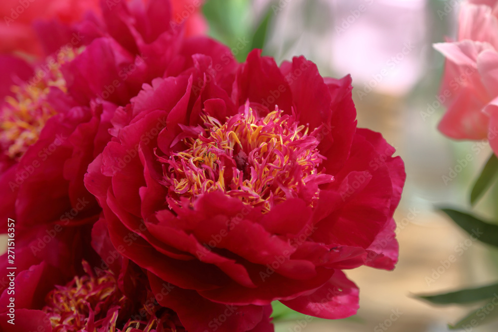 Peony. Beautiful flowering bright summer flower of the family Paeoniaceae Peony. Beautiful flowering bright summer flower of the family Paeoniaceae