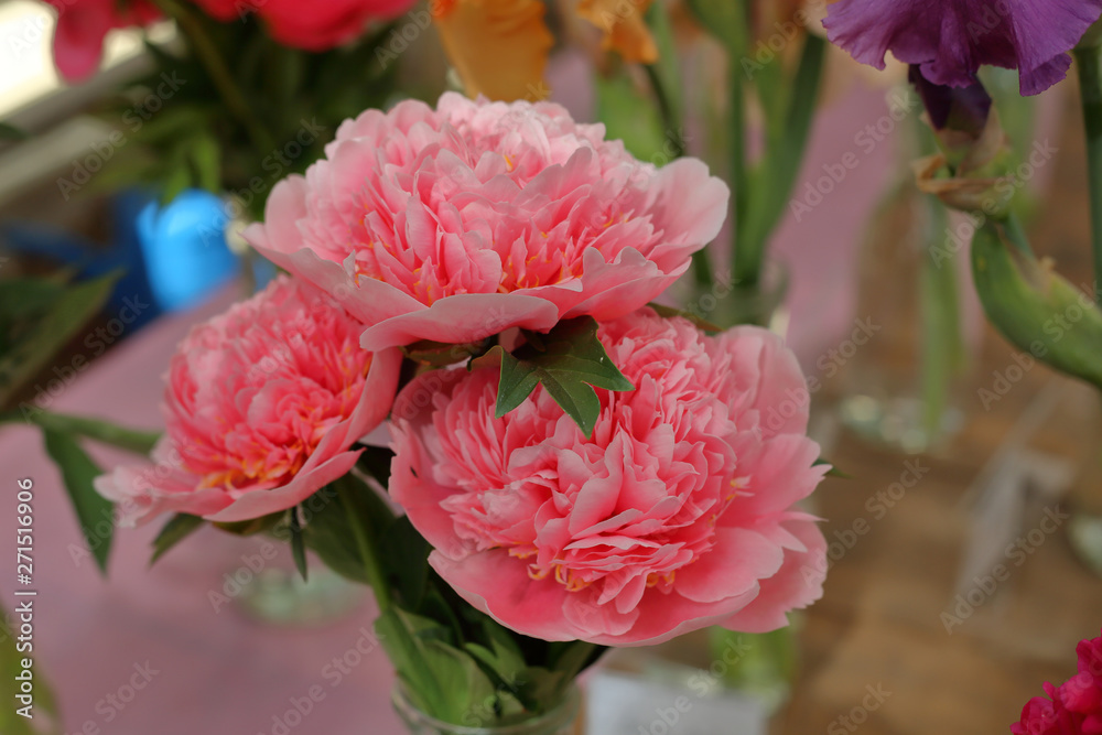 Peony. Beautiful flowering bright summer flower of the family Paeoniaceae Peony. Beautiful flowering bright summer flower of the family Paeoniaceae