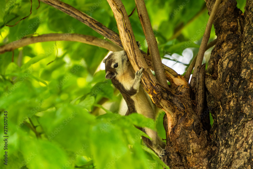 A Finlayson's squirrel playing on tree branches at Bangkok city park