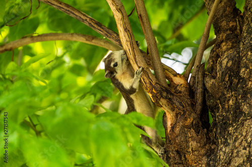 A Finlayson's squirrel playing on tree branches at Bangkok city park
