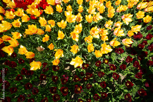 Background image of yellow and red spring tulips