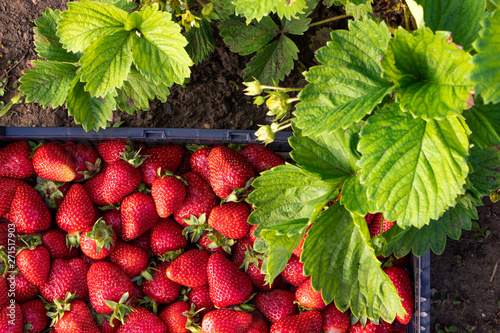 Red large ripe strawberries close-up in a box on the ground. Green strawberry bush. 