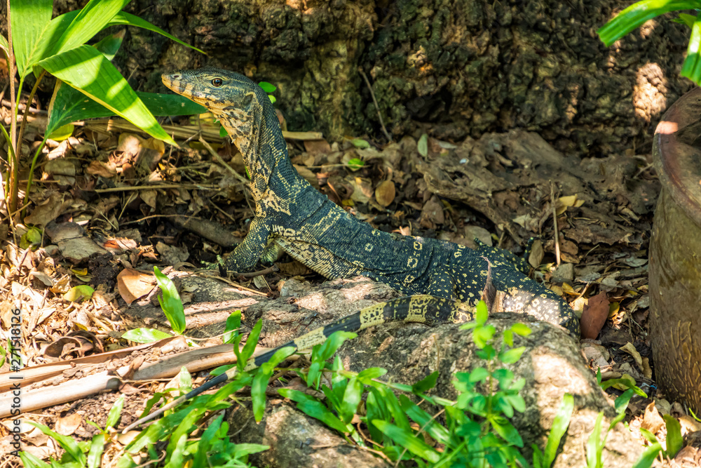 A Monitor Lizard lurking at Bangkok city park, Thailand A Monitor Lizard lurking at Bangkok city park, Thailand