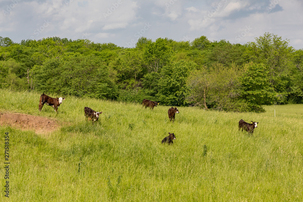 Herd of young cows, calves, grazing on grass in a hillside pasture