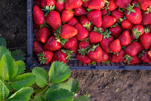Red large ripe strawberries close-up in a box on the ground. Green strawberry bush. Harvest berries. View from above.