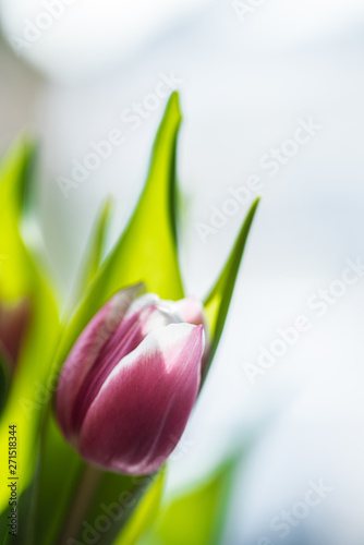 Fresh tulips on pastel colors background..Tulips leaves isolated on a on wooden table and bright background..Spring yellow tulips seasonal time and strong colorful celebration trend flower.