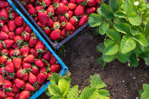 Red large ripe strawberries close-up in boxes on the ground. Strawberry field. Harvest berries. View from above.