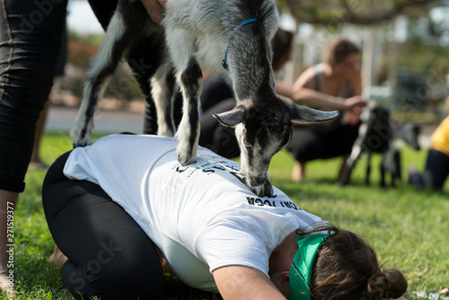 Fototapeta Naklejka Na Ścianę i Meble -  Baby Goat Yoga in Park