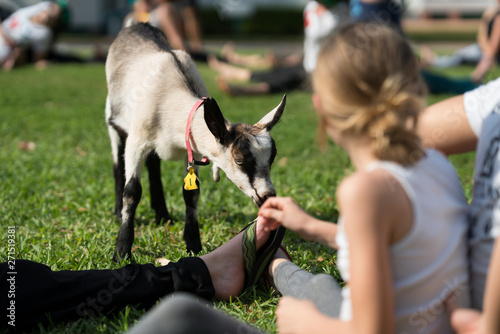 Baby Goat Yoga in Park