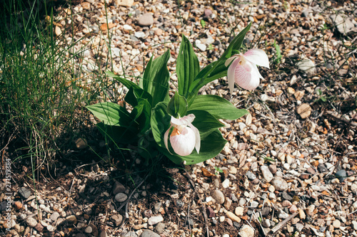 Plant Cypripedium calceolus or lady's-slipper with pink-white flowers and green leaves. 