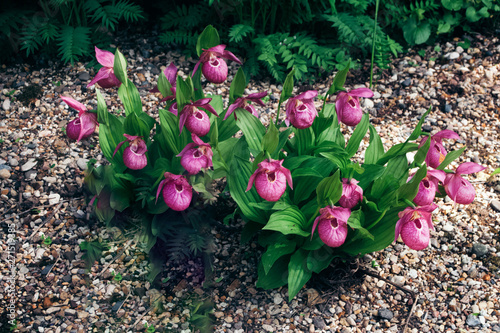 Plant Cypripedium calceolus or lady's-slipper with group purple-pink flowers and green leaves.