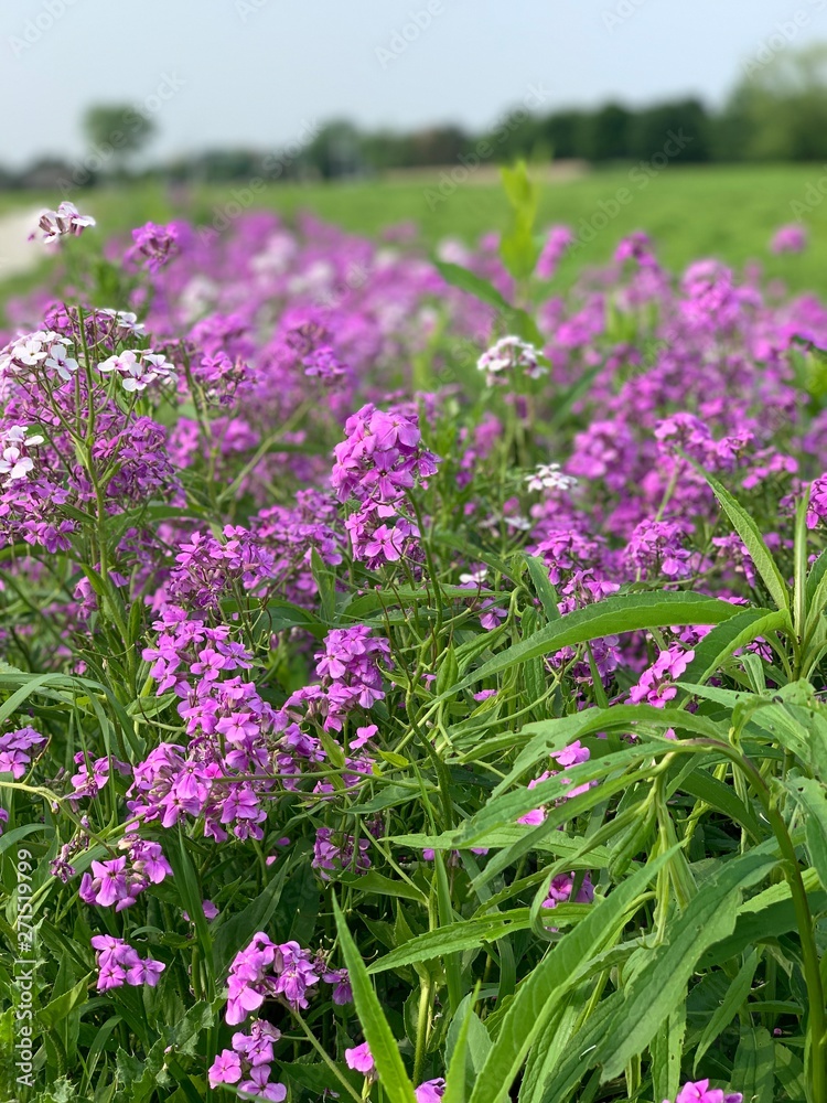 purple flowers in the garden