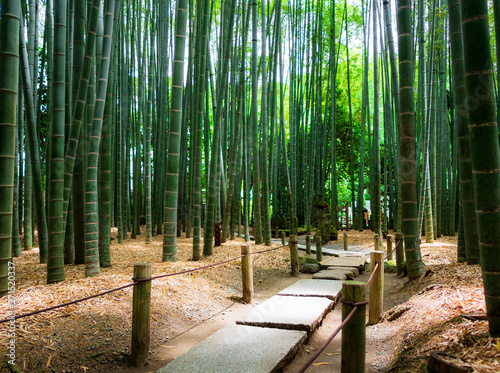 鎌倉 報国寺 竹の庭