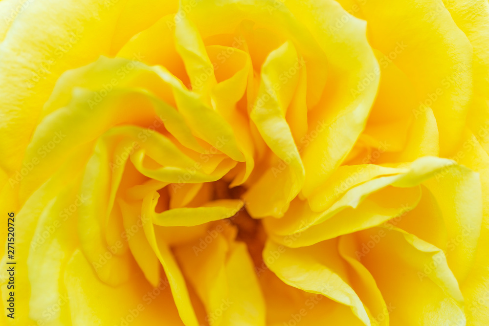 クローズアップしたバラの花 クローズアップしたバラの花