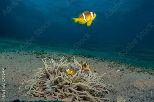 Clownfish in the Red Sea Co...