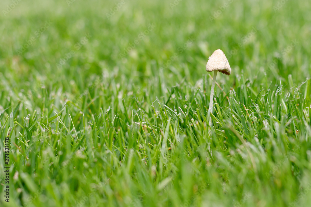 a small mushroom grew on a green lawn. Concept: contrary to all expectations. a small mushroom grew on a green lawn. Concept: contrary to all expectations.