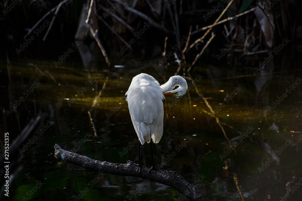Naklejka premium bird in the everglades