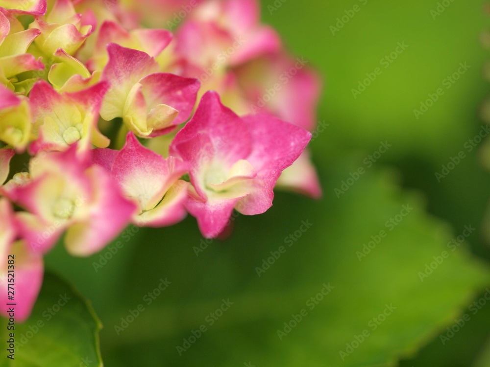アジサイの花 アジサイの花