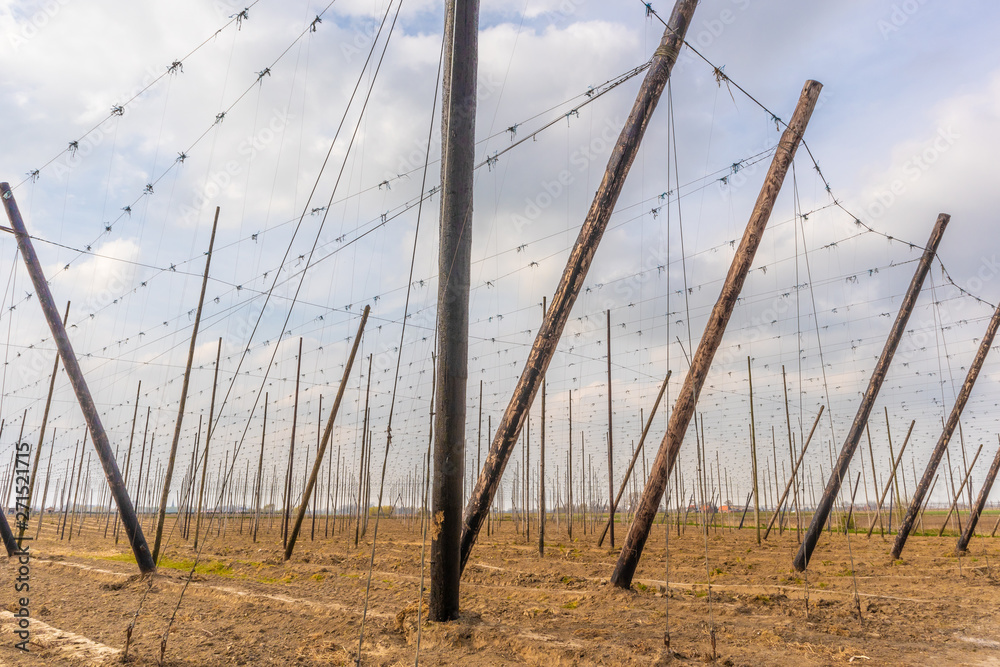 Watou, Belgium - APRIL 6, 2019: Structure for hop planting on Watou