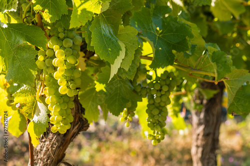 Tableau sur toile backlit bunches of ripe Sauvignon Blanc grapes on vine in vineyard with copy spa