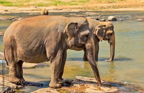Photography Elephant herd in jungle river