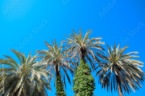 Phoenix canariensis palm photo