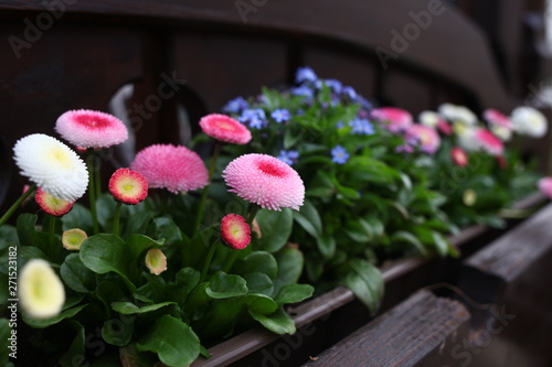 Daisy on the flower bed.