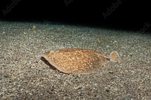 Torpedo sinuspersici On the seabed in the Red Sea, israel