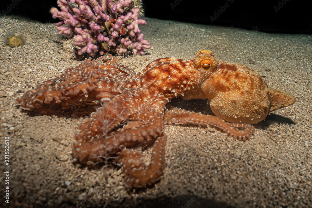 Octopus king of camouflage in the Red Sea, eilat israel 