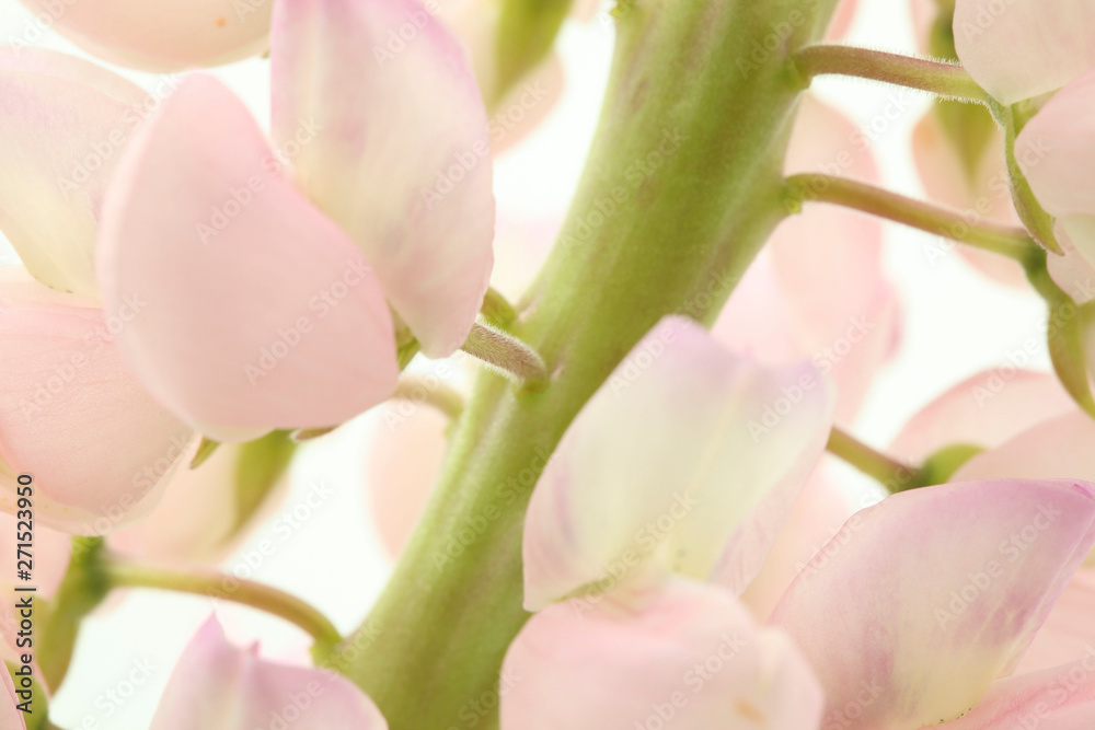 closeup of lupine with rose petals on white background
