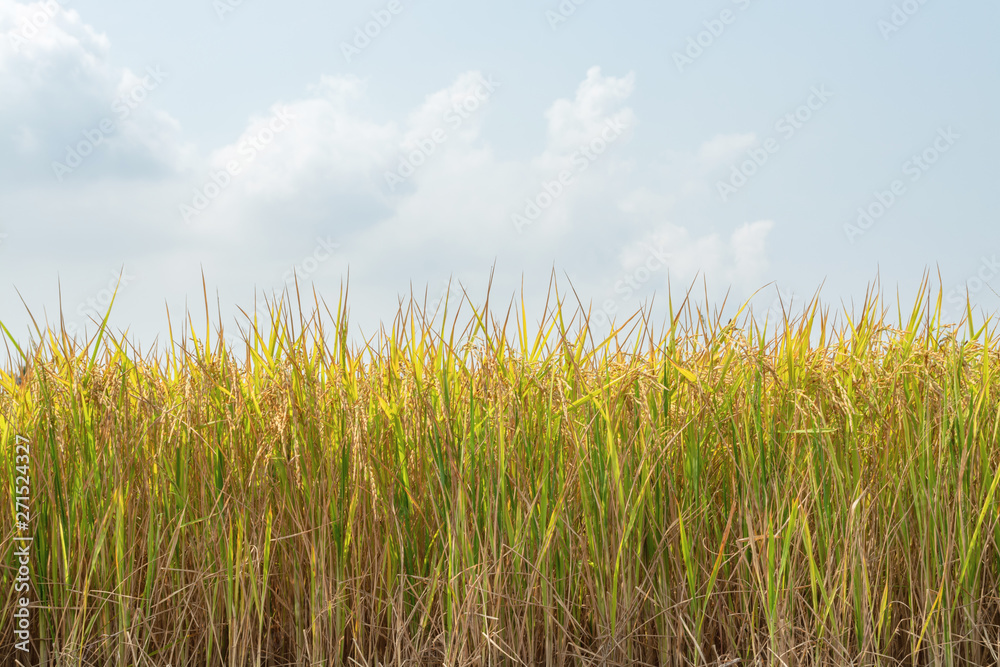 Gold color Rice field Jasmine rice in thailand Gold color Rice field Jasmine rice in thailand