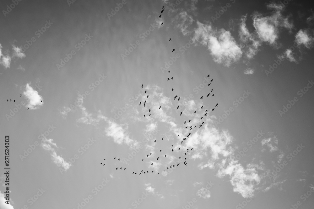 Obraz premium Group of birds flying against black and white sky