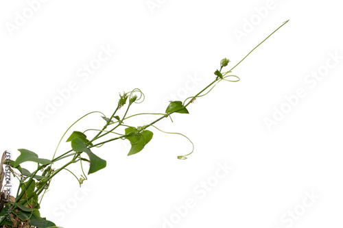 Vine Plant leaves tropic, bush foliage tree isolated on white background have clipping path © Ammak