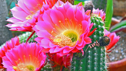 Gordijnen Cactus Boeket bloeiende fakkelcactussen  © Natural Images