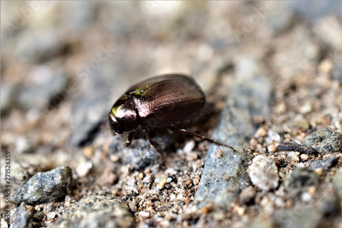 Beetle Closeup