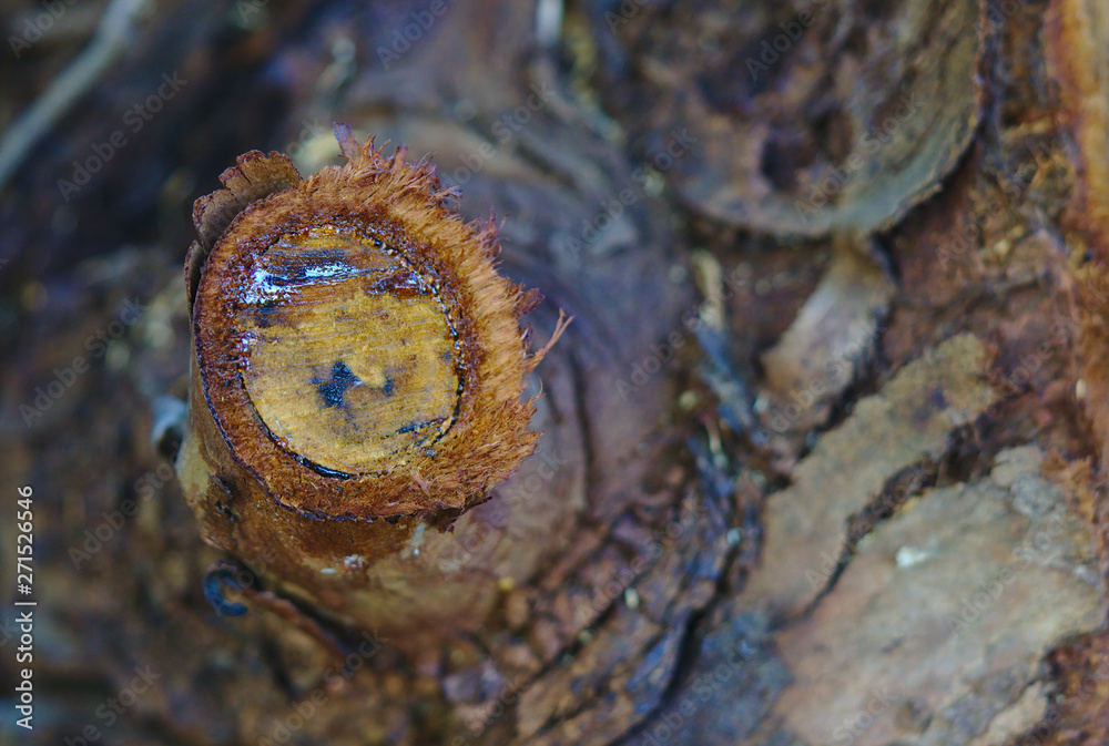 Obraz premium Freshly chopped branch