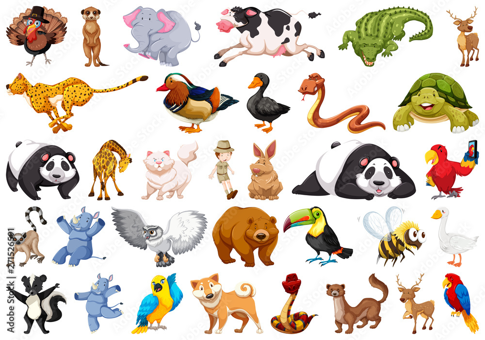 Obraz premium Set of wild animal