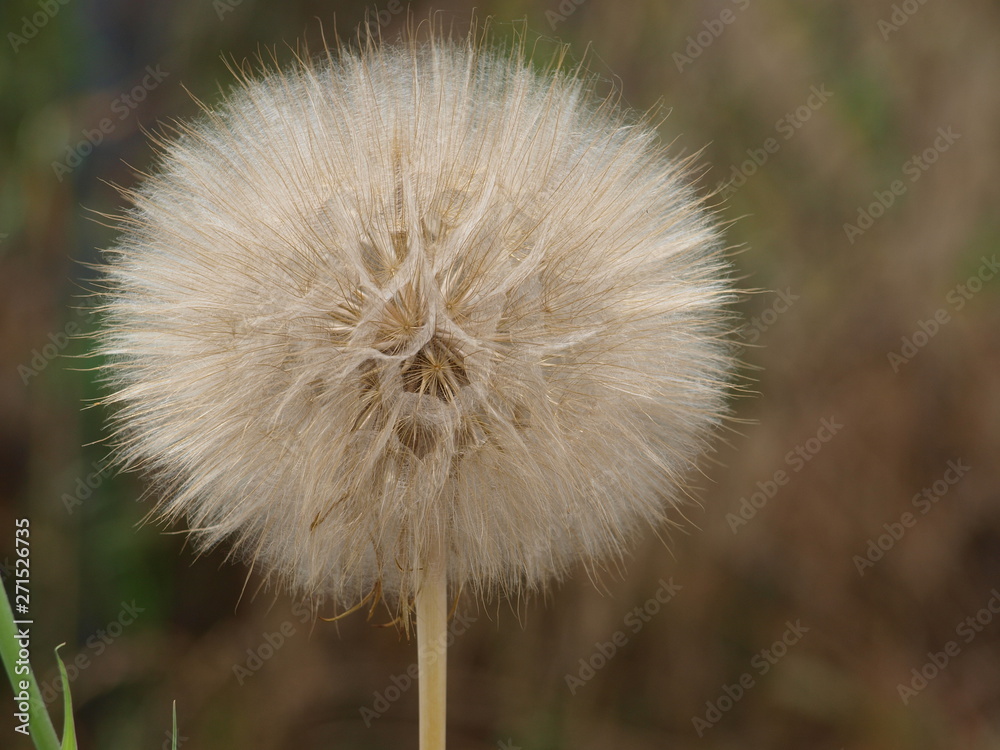 Fototapeta premium Nature Did not Overlook This Weed's Beauty