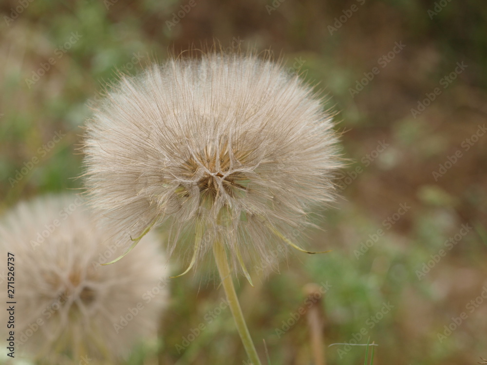Thinks Revealed at 100 percent about Nature's Ability. Thinks Revealed at 100 percent about Nature's Ability.