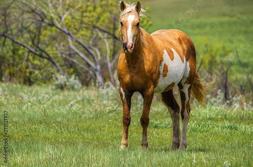 A horse grazing in a meadow