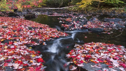 A stream flows through a forest in autumn with colourful fallen leaves covering the ground
