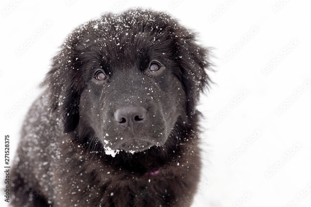 A black newfoundland puppy in the snow A black newfoundland puppy in the snow