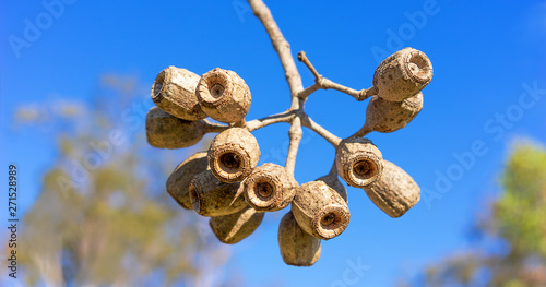 Large gum nuts close up