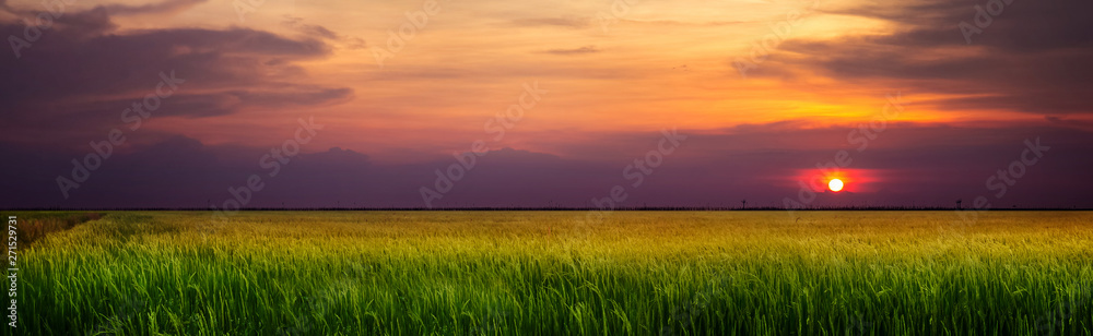Landscape of Sky with rice fields ,cloudy landscape background